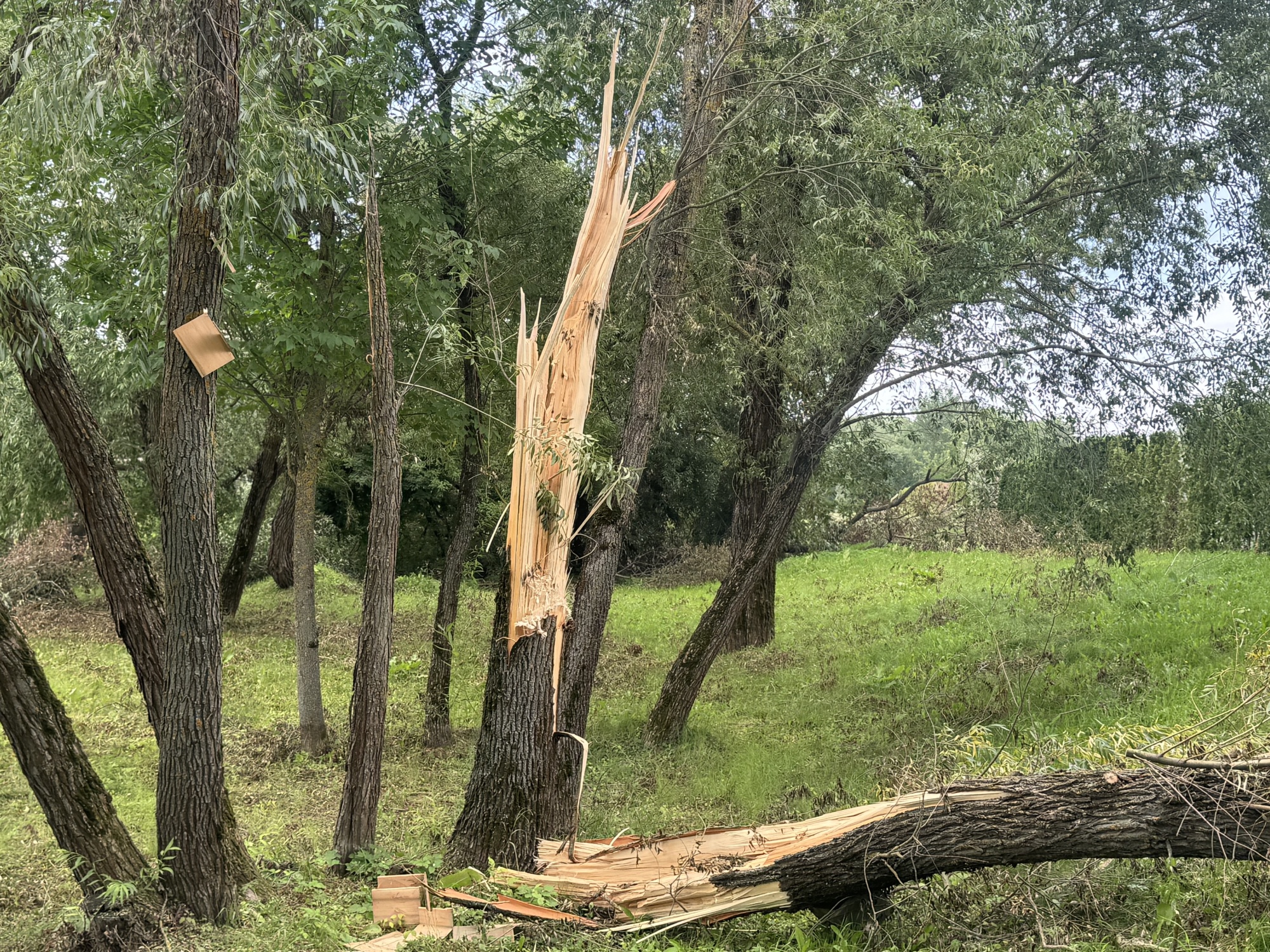 IMG_4104.jpeg IMG_4104.jpeg